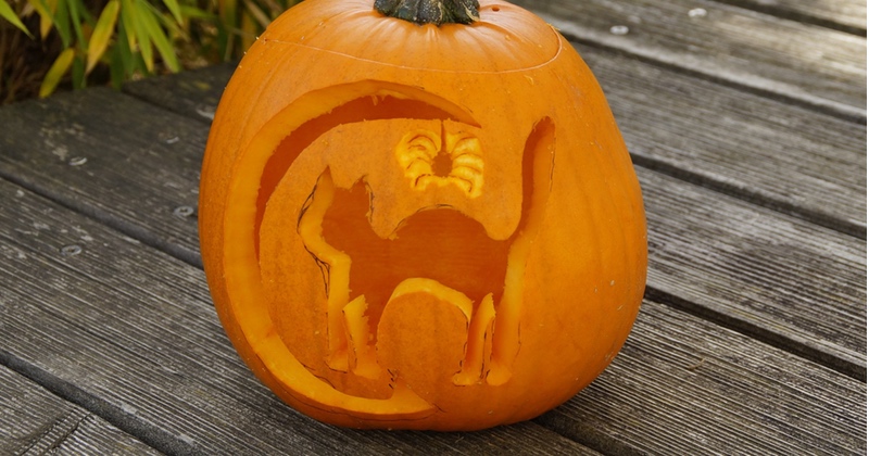 Don’t bin leftover pumpkin carvings, leave them out for wildlife to ...