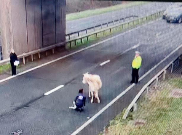 A483 reopens after full closure due to horse on carriageway