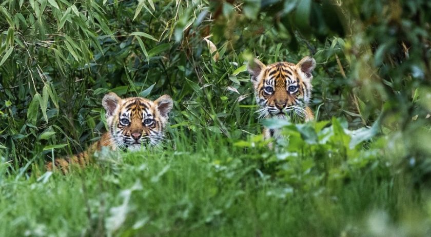 Sumatran tiger twins thriving in first public appearance at Chester Zoo -  BBC News