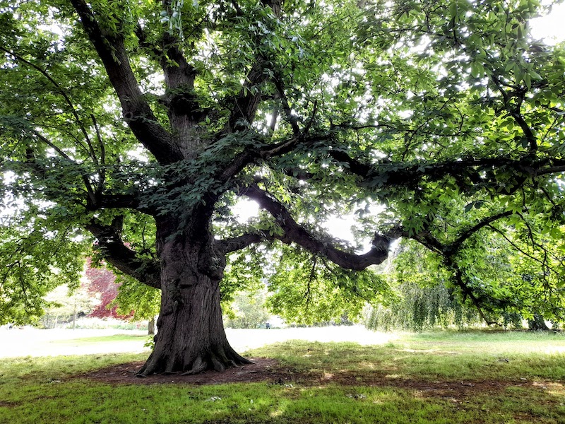 Wrexham Sweet Chestnut Tree (Credit Woodland Trust)