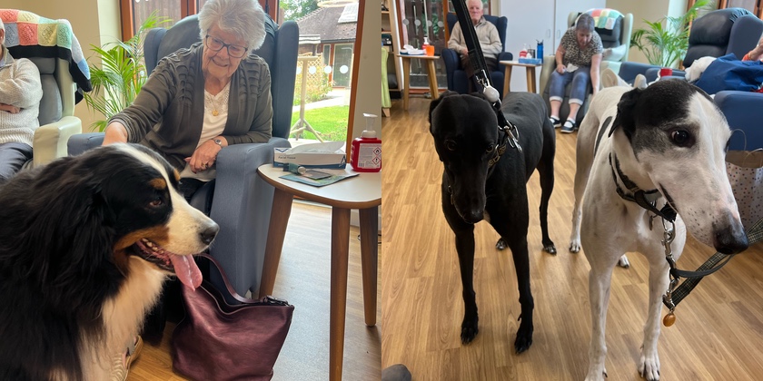 Therapy dogs bring joy to patients at Wrexham hospice - Wrexham.com