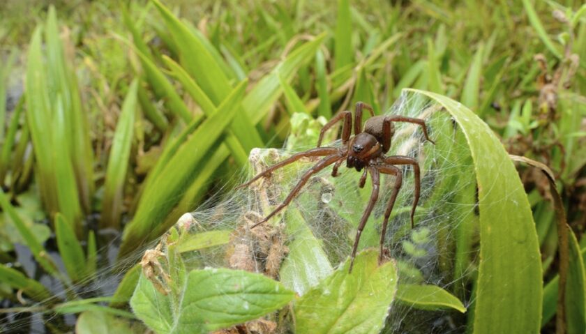 Chester Zoo helps save UK’s largest spider from extinction